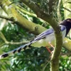 Red Billed Blue Magpie Diamond Painting