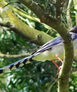 Red Billed Blue Magpie Diamond Painting