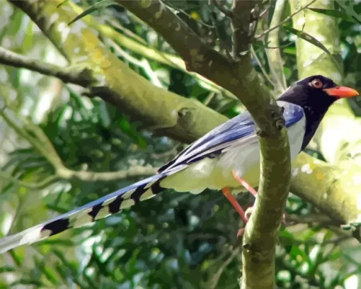 Red Billed Blue Magpie Diamond Painting