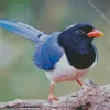 Red Billed Blue Magpie Bird Diamond Painting