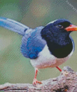 Red Billed Blue Magpie Bird Diamond Painting