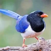 Red Billed Blue Magpie Bird Diamond Painting
