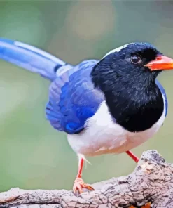 Red Billed Blue Magpie Bird Diamond Painting