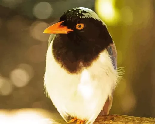 Red Billed Blue Magpie In Sunlight Diamond Painting