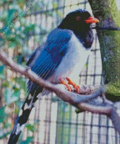 Red Billed Blue Magpie On A Branch Diamond Painting