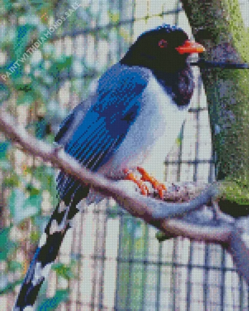 Red Billed Blue Magpie On A Branch Diamond Painting