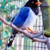 Red Billed Blue Magpie On A Branch Diamond Painting