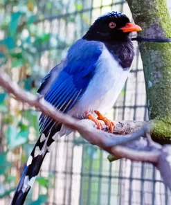 Red Billed Blue Magpie On A Branch Diamond Painting