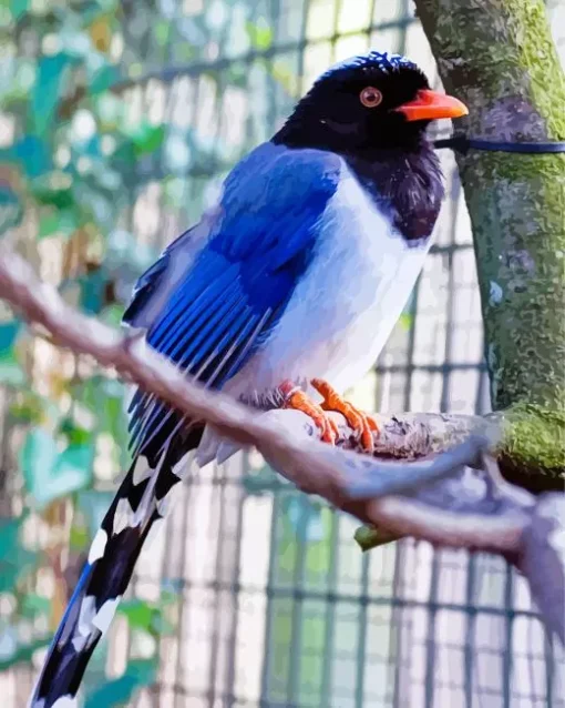 Red Billed Blue Magpie On A Branch Diamond Painting