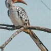 Red Billed Dwarf Hornbill Diamond Painting