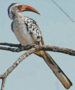 Red Billed Dwarf Hornbill Diamond Painting