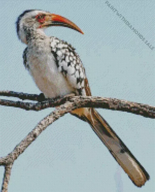 Red Billed Dwarf Hornbill Diamond Painting