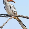 Red Billed Dwarf Hornbill Diamond Painting