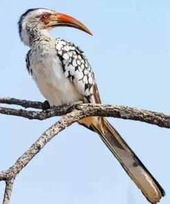 Red Billed Dwarf Hornbill Diamond Painting