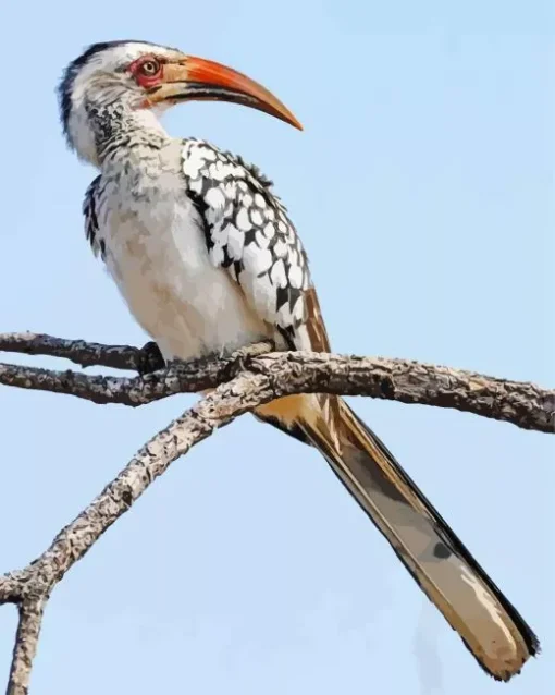 Red Billed Dwarf Hornbill Diamond Painting