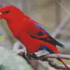 Red Lory Diamond Painting