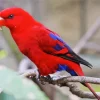 Red Lory Diamond Painting