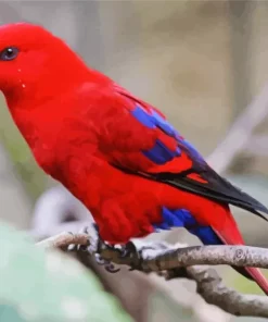 Red Lory Diamond Painting