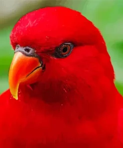 Red Lory Bird Diamond Painting