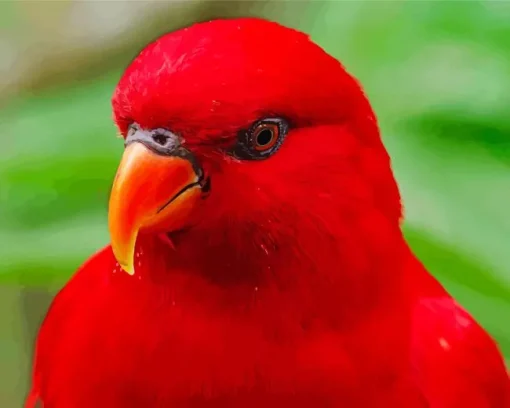 Red Lory Bird Diamond Painting