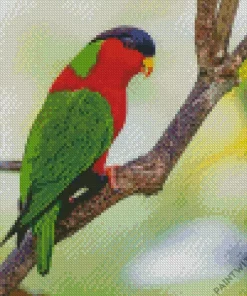 Red Throated Lorikeet Diamond Painting