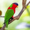 Red Throated Lorikeet Diamond Painting