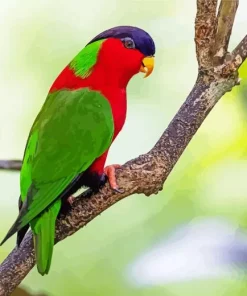 Red Throated Lorikeet Diamond Painting