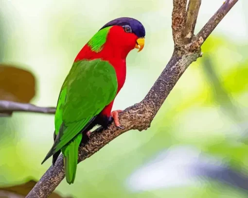 Red Throated Lorikeet Diamond Painting