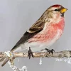 Redpoll Diamond Painting
