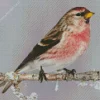 Redpoll Diamond Painting