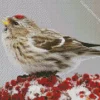 Redpolls Diamond Painting