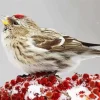 Redpolls Diamond Painting