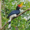 Rhinoceros Hornbill Diamond Painting