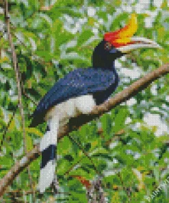 Rhinoceros Hornbill Diamond Painting