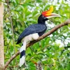 Rhinoceros Hornbill Diamond Painting
