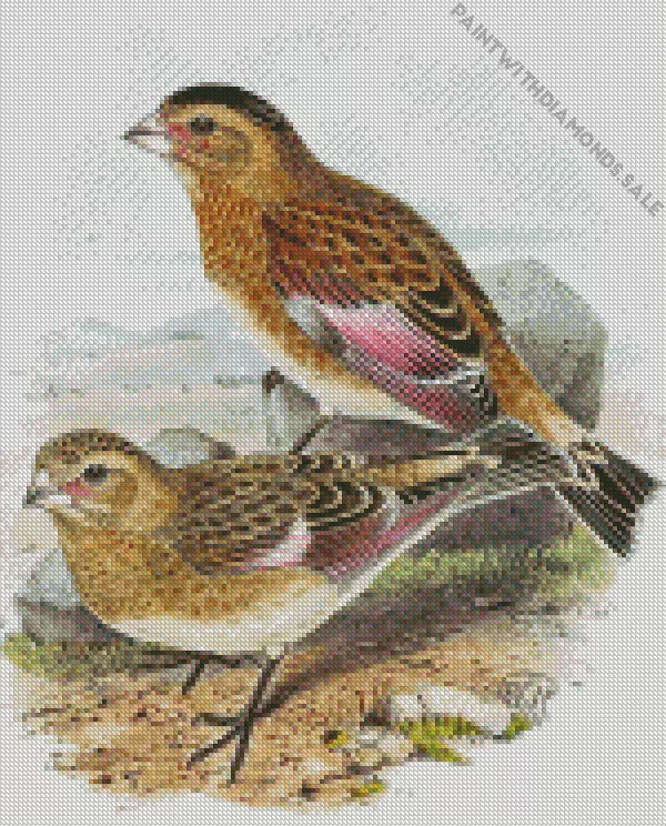 Rhodopechys Diamond Dotz Rhodopechys Diamond Painting