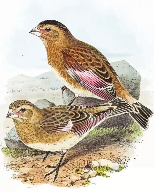 Rhodopechys Diamond With Numbers Rhodopechys Diamond Painting