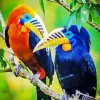Rufous Necked Hornbill Diamond Painting