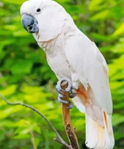 Salmon Crested Cockatoo Diamond Painting