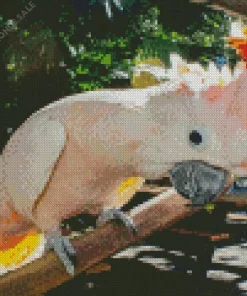 Salmon Crested Cockatoo Bird Diamond Painting