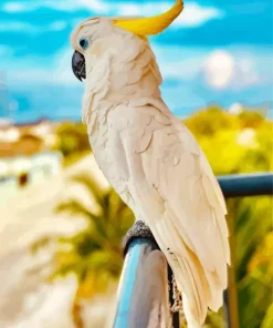 Salmon Crested Cockatoo In A Balcony Diamond Painting