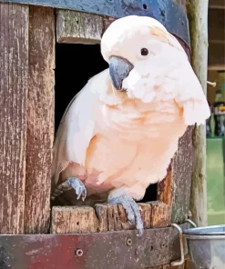 Salmon Crested Cockatoo In A Window Diamond Painting