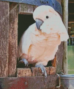 Salmon Crested Cockatoo In A Window Diamond Painting