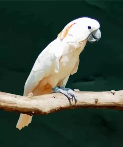 Salmon Crested Cockatoo On A Branch Diamond Painting