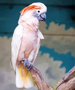 Salmon Crested Cockatoo On A Tree Diamond Painting