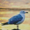 Seagull Bird Diamond Painting