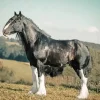 Shire Horse Diamond Painting