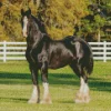 Shire Horse Animal Diamond Painting