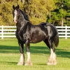 Shire Horse Animal Diamond Painting