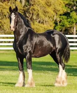 Shire Horse Animal Diamond Painting